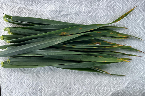 Hvedeblade der ligger på køkkenrulle